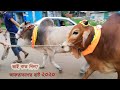 কত নিল? |  Vai Koto Nilo? | Aftabnagar Haat 2020 #1 - Bull Fest BD