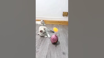 Beautiful yellow cat dance 😍 Sundar goriya sacho singar #cat #cute #bhojpuri #shorts #song #kitten