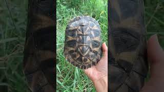 Baby Turtle So Cute3