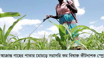 FAW Training Video 12: Insecticide Choices for Fall Armyworm Management Part 2 (Bangla)