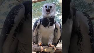 The most dangerous bird in the world. #shorts #animals #birds