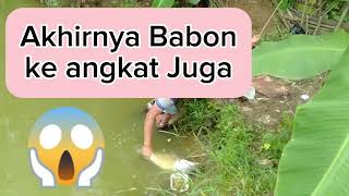 AKHIRNYA BABON PATIN NAIK JUGA!!! by Bulux Channel 424 views 2 months ago 1 minute, 10 seconds