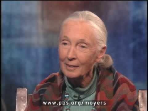 BILL MOYERS JOURNAL | Dr. Jane Goodall pt. 2 | PBS