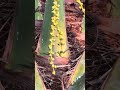Cultivation of plam trees of saudi Arabia in the soil of Bangladesh #viral #agriculture
