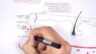 Microbiology - Staphylococcus Aureus and Skin Abscess