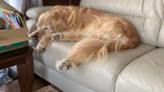 【日常】赤ちゃんソーマとゴールデンレトリバーのアリアとのお昼　#ゴールデンレトリバー #goldenretriever