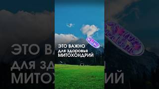 Почему митохондрии решают твое здоровье?
