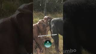 Hairless Chimp Jambo Showing Teeth