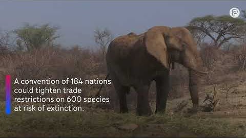 CITES Convention Protecting Animals