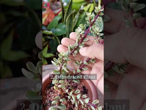TIPS For Jade Plant Care