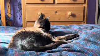 Cat Hunting Toes Under The Sheets! by John Marshall - Artist & Musician 91 views 3 weeks ago 3 minutes, 44 seconds