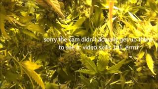 WW Flower Room Update 01132014