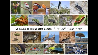 Animaux de l'Ile Socotra Yémen  حيوانات جزيرة سقطري اليمنية