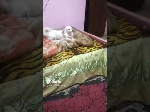 كالبي عارف الشنطه فيها شوكولاته شروق مجننانه