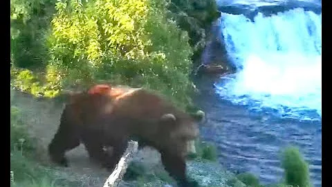 Walker at Brooks Falls. Explore.org 19 June 2021