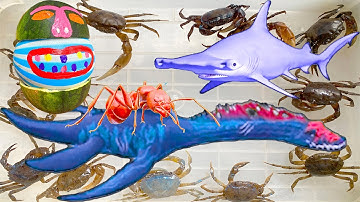 Kem Ốc Chanel đi tìm mèo con, nhờ con kiến bắt cá mập và quái vật dưa hấu, cứu con cua, con cá.