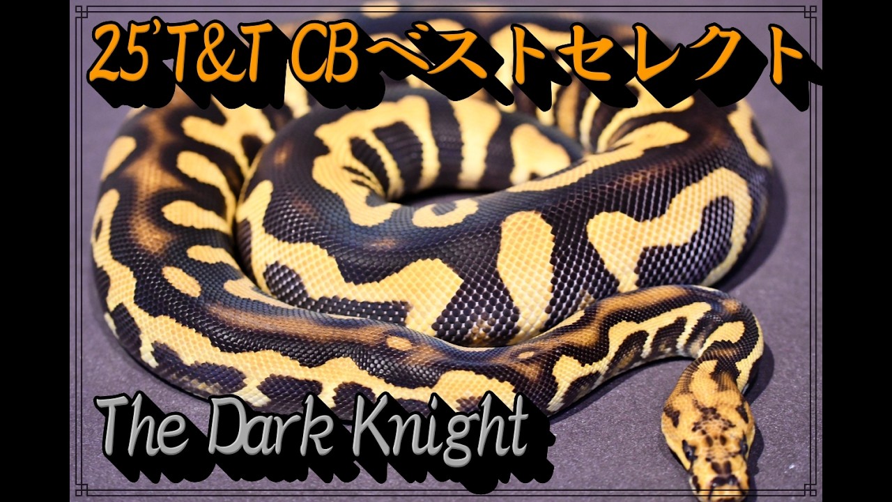 25 T&T REPTILES Breeder Keep Showcase!!! [Ball Python] - YouTube