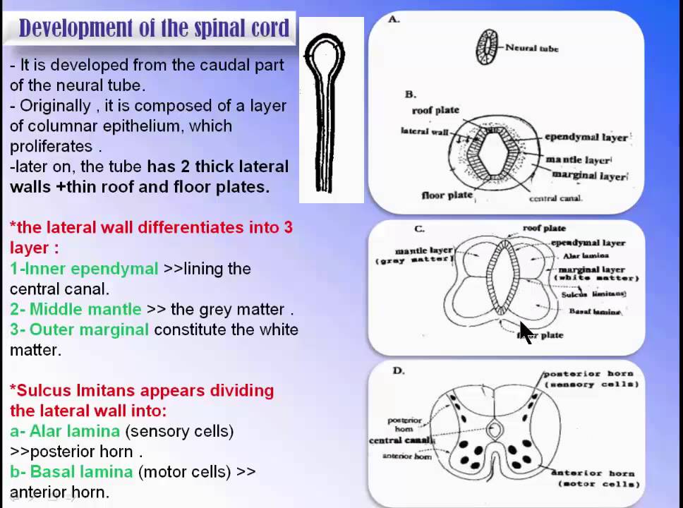 ( Nervous System) 2 Development of the Spinal Cord - YouTube