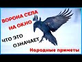 Ворона села на окно. Что это значит? Народные приметы