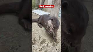  Otter Siucrit Lagi Makan Ikan otter