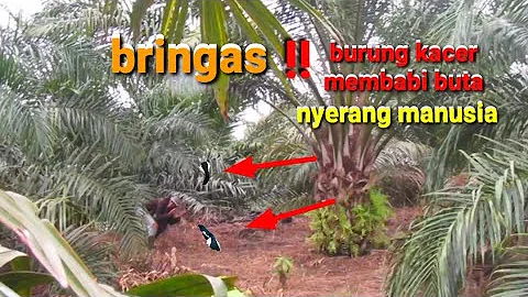 serem burung kacer di kebun sawit menyerang manusia ketika anaknya kena tangkap