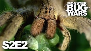 MONSTER BUG WARS | Blood on the Forest Floor | S2E2