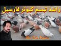 Rashid tabsam pigeons forsale  mix gola pigeons  lkb pigeons