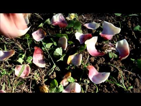 Propagating