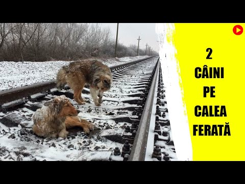 Video: Cum Să Vă Transportați Câinele în Tren
