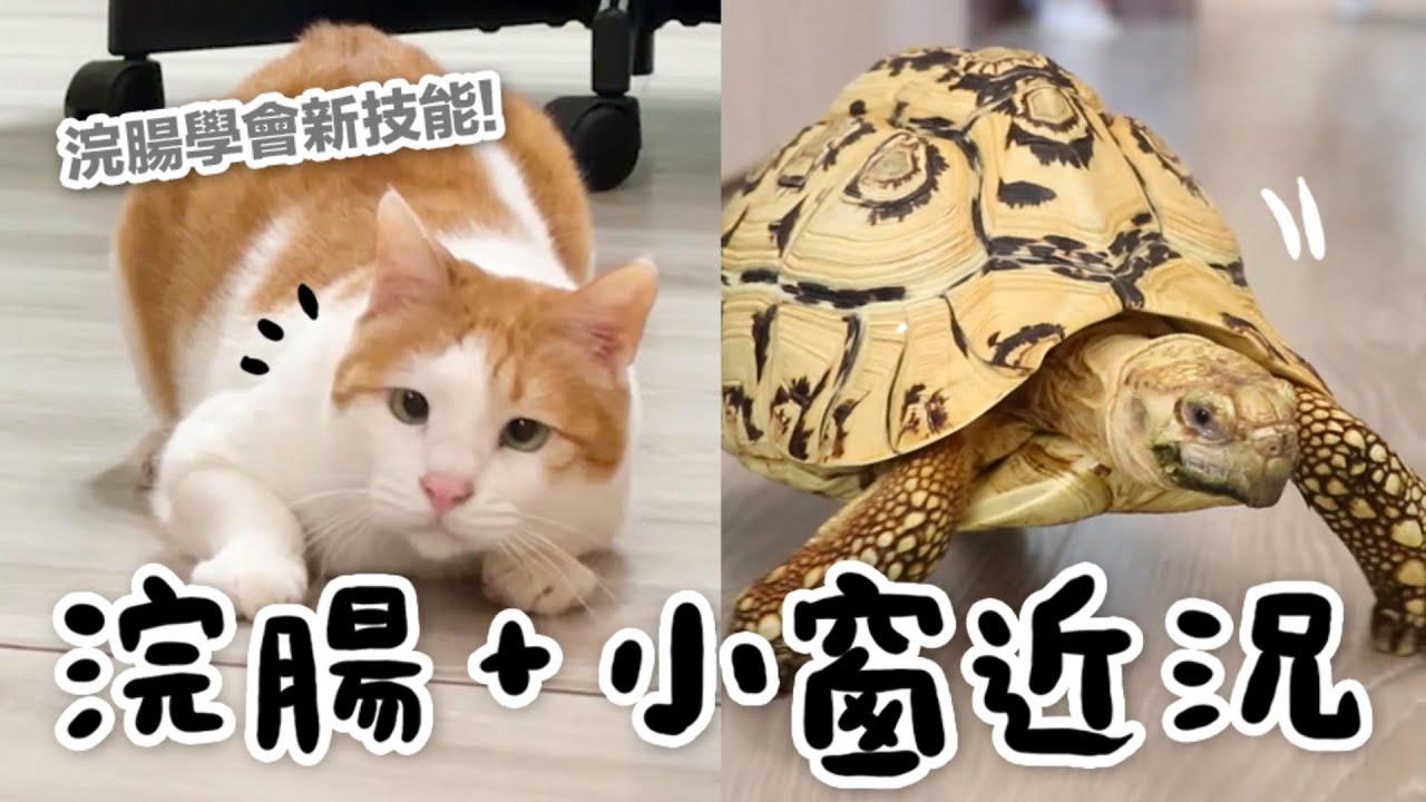 【黃阿瑪的後宮生活】浣腸和小窗的近況！解鎖後宮新技能！