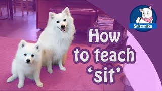 How to TEACH Your Puppy SIT