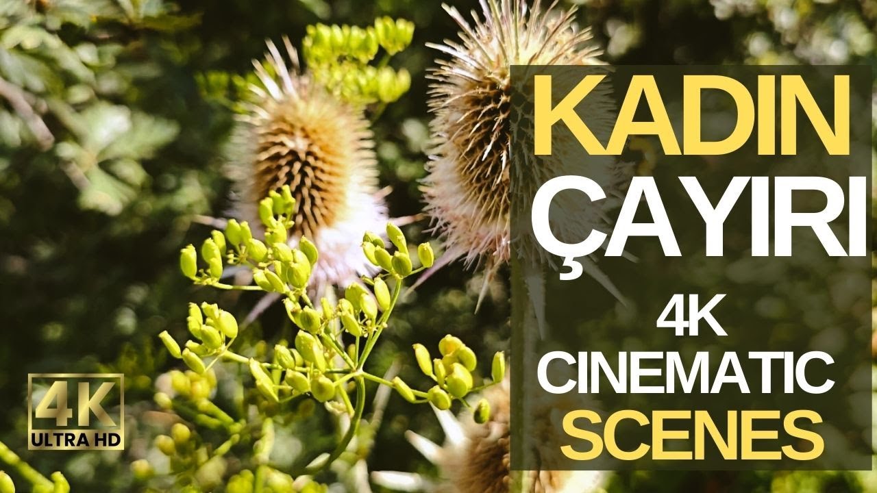 Kadın Çayırı 4k Cinematic Scenes | Women's Meadow Natural Park | Ilgaz | Çankırı | Türkiye