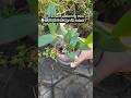 How I Propagate Orchid Babies Using a Simple Self-Watering Pot System #gardeningtips