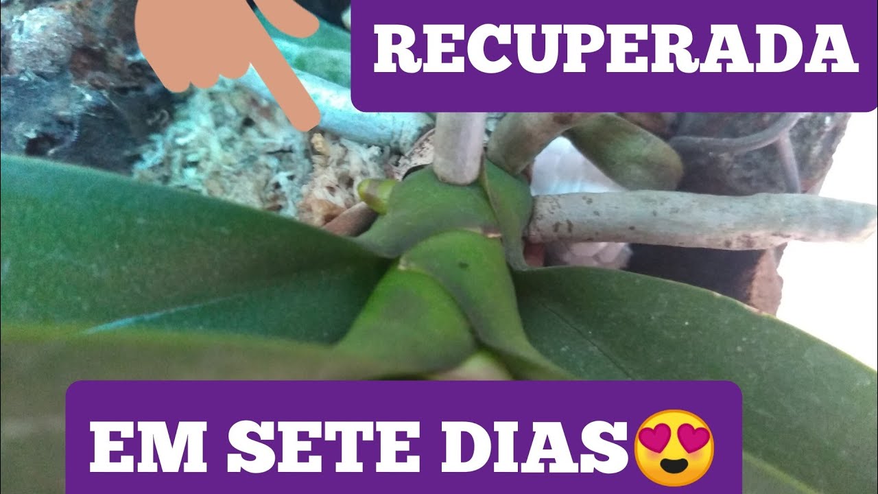 PHALAENOPSIS RECUPERADAS COM SUCESSO😍😍😍😍😍😍