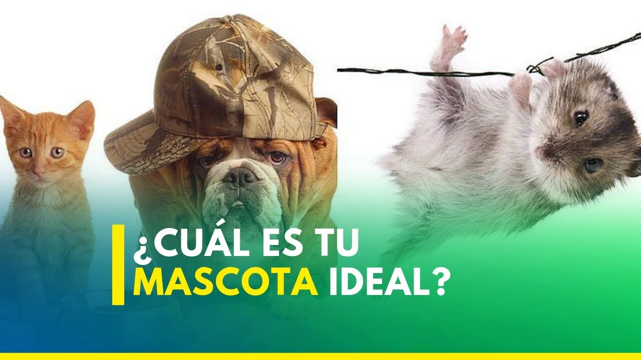 perú vs chile ¿Cuál es tu mascota ideal?