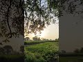 Sunrise Nature Alarm L Sounds Morning Nature 