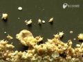沖縄の海の星砂たち - Star sand in the sea