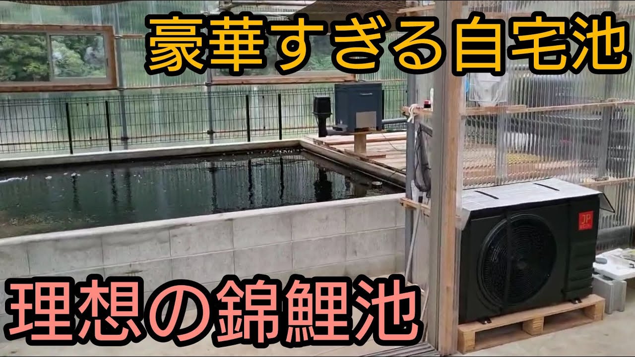 豪華な自宅池【錦鯉も設備も最高級】理想の錦鯉池！！　#錦鯉  #アクアリウム　#KOI　#日本エコル　#ヒートポンプ