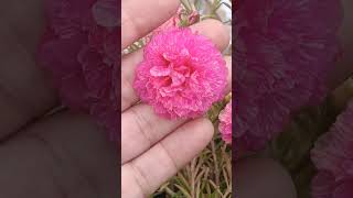 7 colour of moss rose/9 oclocknature gardening shortsvideo flowers