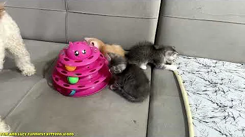 Video 11779751: laugh funniest cats dogs, funniest cats dogs funny