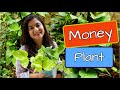 Money plant complete tips      propagate care and make bushy  gardening moneyplant