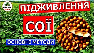 Чим підживити сою?Як підживити сою?Підживлення сої.Основні методи підживи для сої.Добрива для сої.