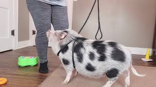 Mini pig infinity rope harness training