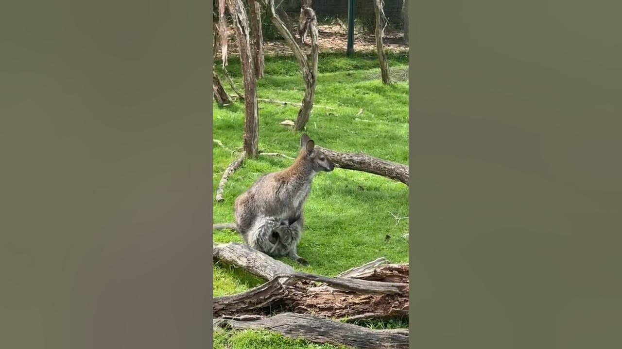 kangaroos-in-australia-kangaroos-world-the-largest-marsupial-and-can