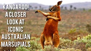The Secret Life of Kangaroos: What They Do When No One is Watching