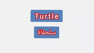 '' Turtle ..  ترجمة كلمة انجليزية الى العربية - '' سلحفاة