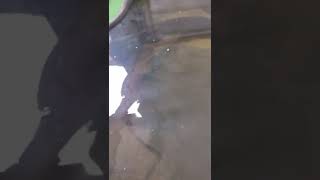 Kpreptiles Visiting Gatorpool Gators.