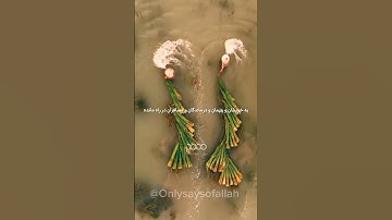 سوره بقره آیه 177... #duet #خدا #vi #ترند #الله #viralvideo #شعر #خلق #خداوند #reminder