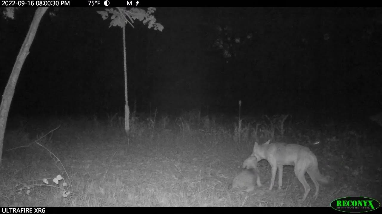 Coyote Serenade A Haunting Howl Caught on Camera! YouTube