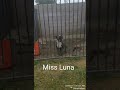 SAN BERNARDINO RAREBREED KENNELS AMERICAN BULLY SAN BERNARDINO RAREBREED KENNELS AMERICAN BULLY